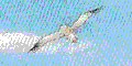 NЂ͂܂邼Il